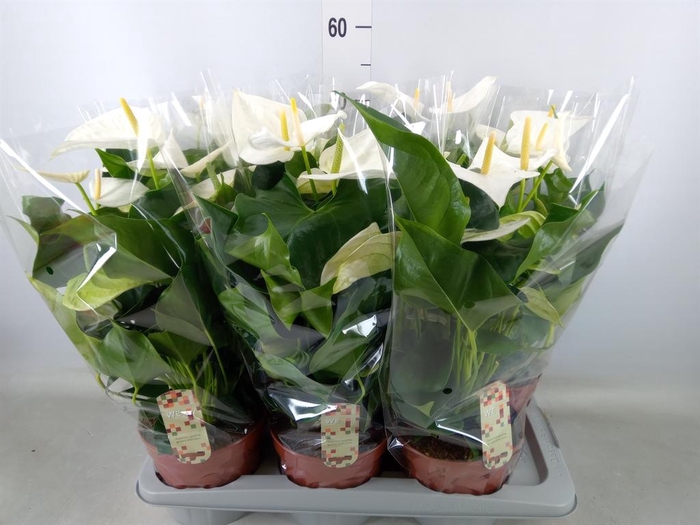 <h4>Anthurium andr. 'Alpine'</h4>