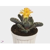 Faucaria tigrina