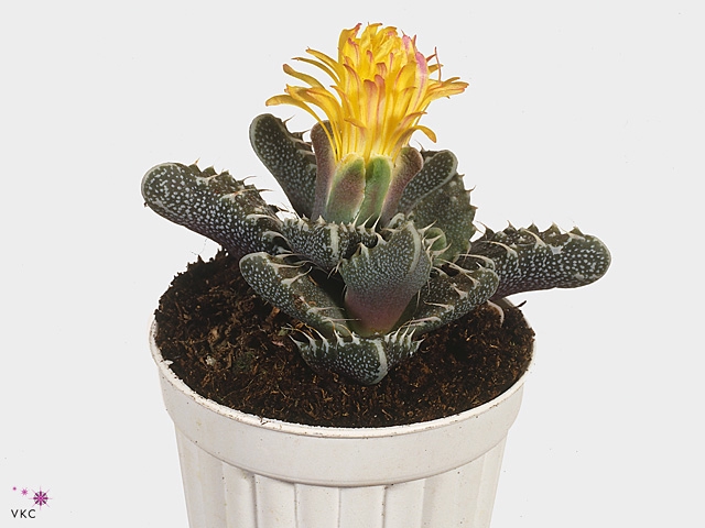 Faucaria tigrina