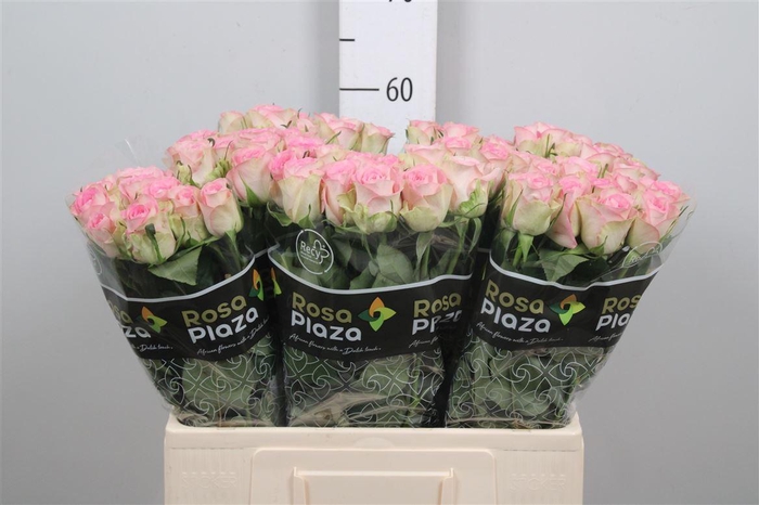 <h4>R Gr Lovely Jewel</h4>