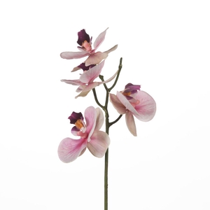 AF Orchid x5 L34cm Pink