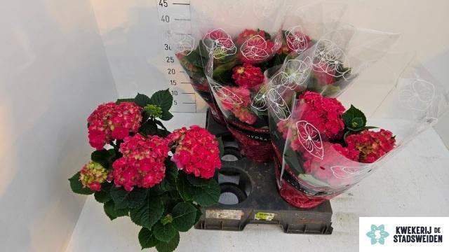 <h4>HYDR M GRUMPY</h4>