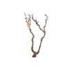 Syringa Branch Extra Kupka