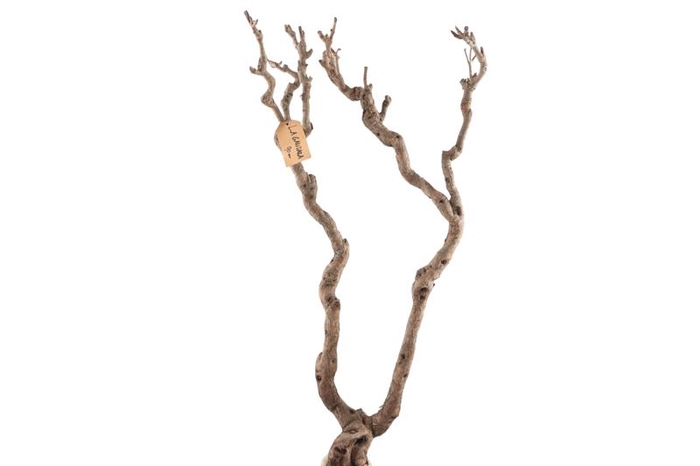 Syringa Branch Extra Kupka
