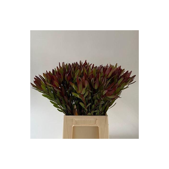 <h4>Leucad Saf Sunset</h4>