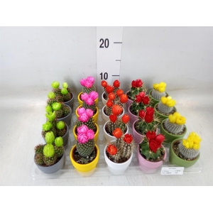 Cactus   ...decorated