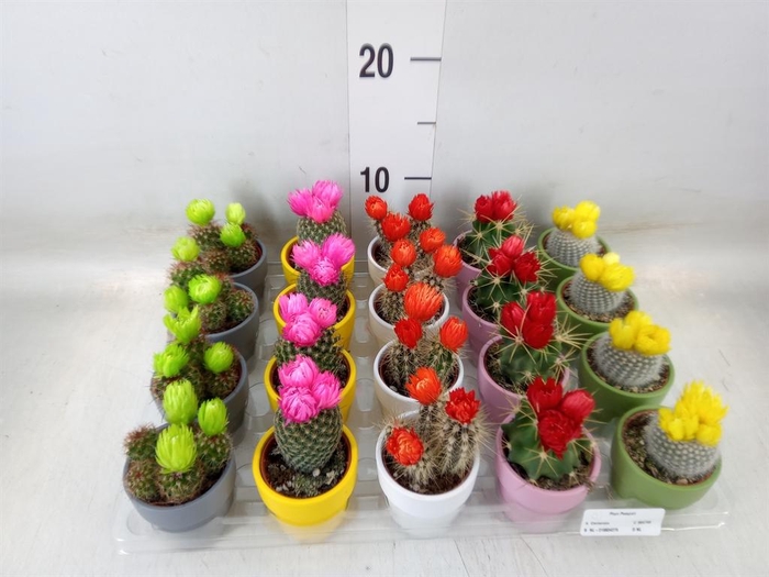<h4>Cactus   ...decorated</h4>