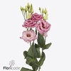 Lisianthus do alissa rosee