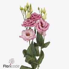 Lisianthus do alissa rosee