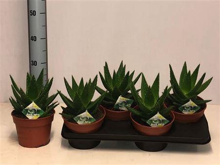 <h4>Aloe Perfoliata</h4>