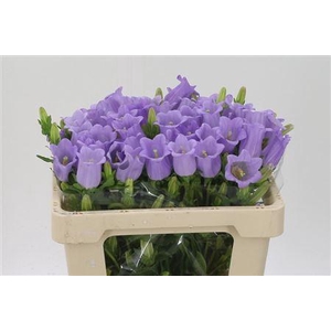 Camp M Champion Lave