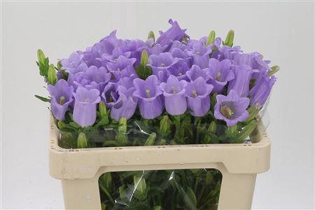 <h4>Camp M Champion Lave</h4>