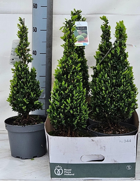 arr8 Buxu Se Pyramidalis