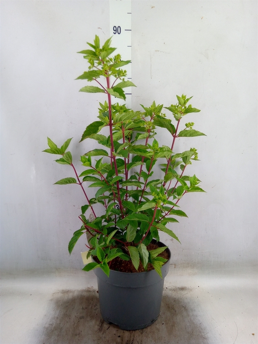 <h4>Hydrangea pan. 'Vanil-Frais'</h4>