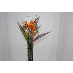 STRELITZIA