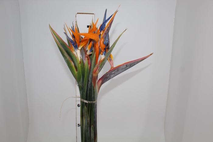 STRELITZIA