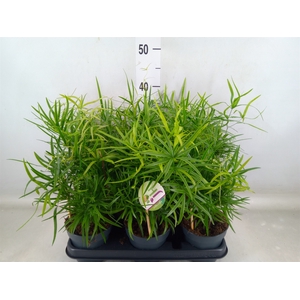 Asparagus falcatus