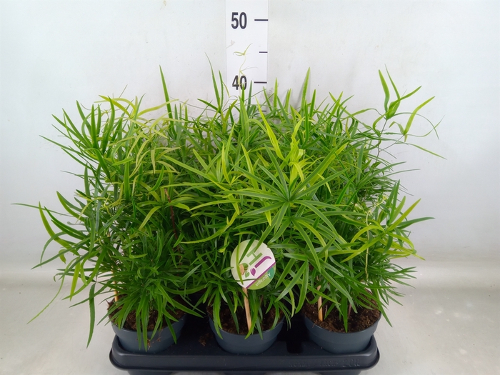 <h4>Asparagus falcatus</h4>