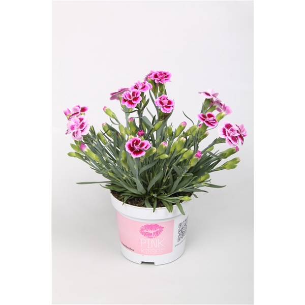 <h4>Dianthus Pink Kisses p10,5</h4>
