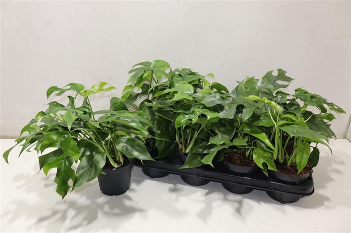 <h4>Monstera Ov</h4>