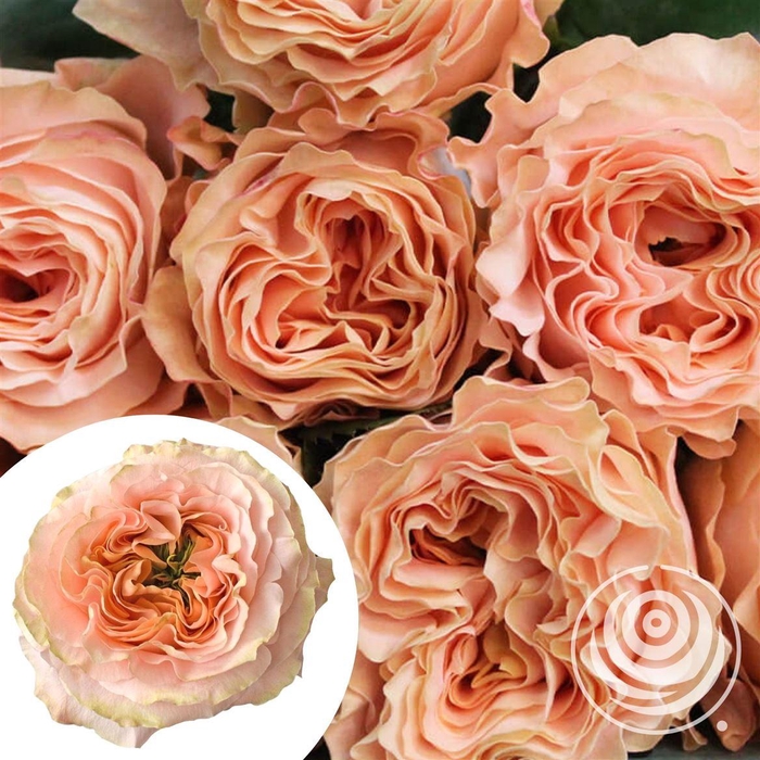 <h4>R Eq Princes Crown</h4>