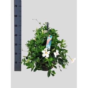 MANDE SUN WHITE
