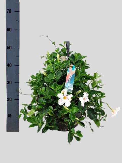 <h4>MANDE SUN WHITE</h4>