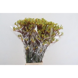 ANIGOZ EMMA YELLOW 090CM