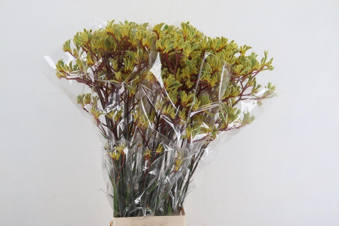 <h4>ANIGOZ EMMA YELLOW 090CM</h4>
