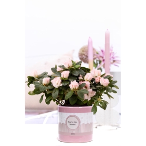 1st clss Azalea pink in P&P cadeau concept: YOU'RE THE BLOOM!