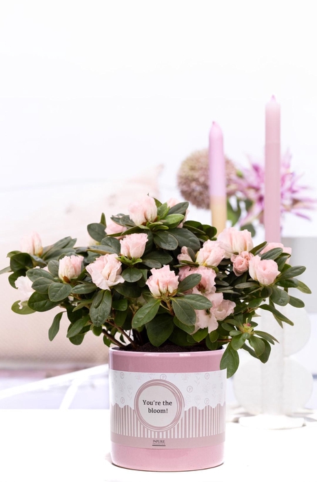 <h4>1st clss Azalea pink in P&P cadeau concept: YOU'RE THE BLOOM!</h4>
