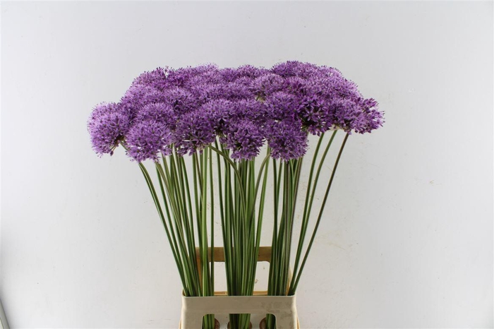 <h4>Allium Gladiator</h4>