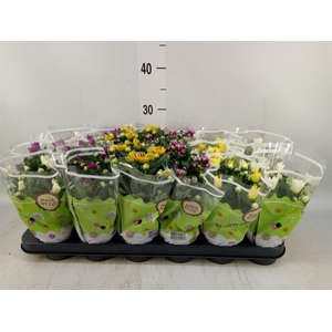 Chrysanthemum   ..mix 5