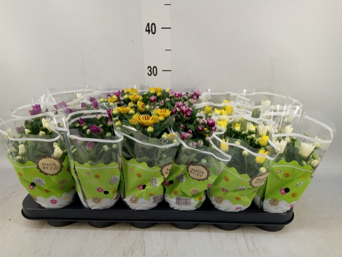 <h4>Chrysanthemum   ..mix 5</h4>