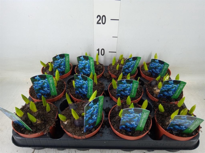 <h4>Scilla siberica</h4>