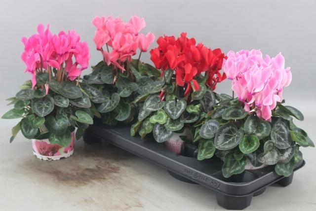 <h4>CYCL GR SUP XL</h4>