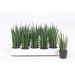 Sansevieria bacularis