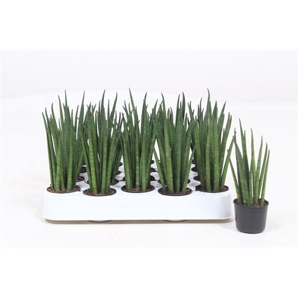 <h4>Sansevieria bacularis</h4>