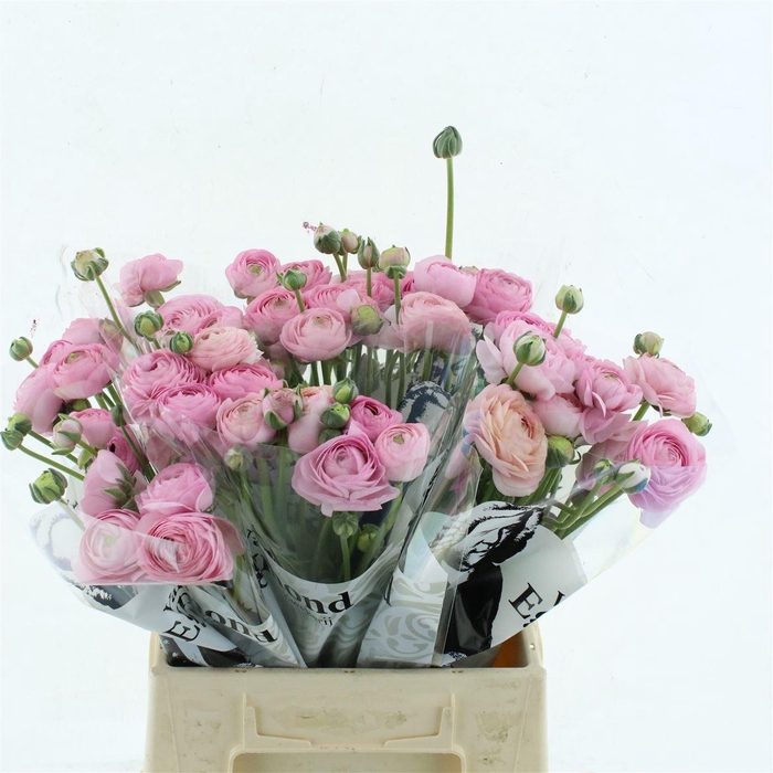 <h4>Ran Aazur Li Pink N L</h4>