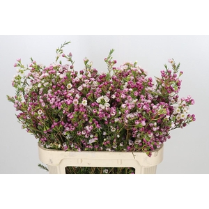 Chamelaucium Leilani