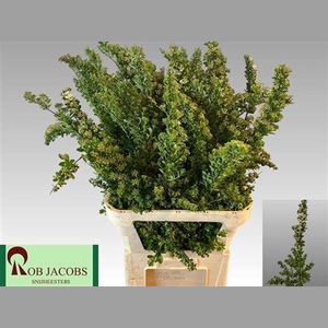Spiraea Nip Snowmound