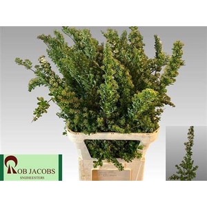 Spiraea Nip Snowmound