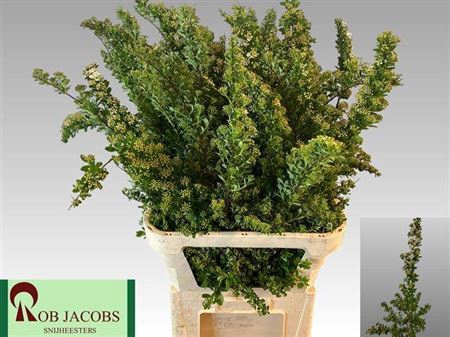 <h4>Spiraea Nip Snowmound</h4>
