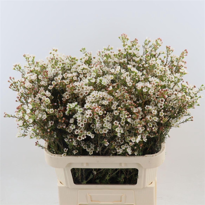 <h4>Chamelaucium 'Ella'</h4>