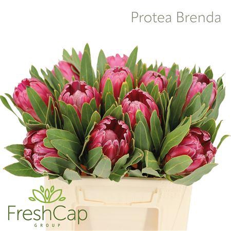 <h4>Protea Brenda</h4>