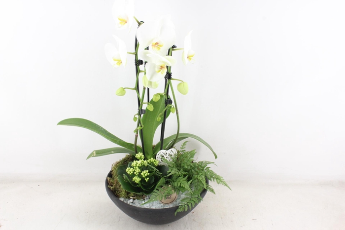 <h4>arr2 PL - Ebbischaal phal. wit</h4>