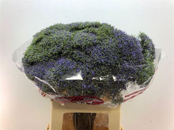 <h4>TRACHELIUM BLUE SHINE</h4>