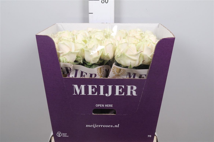 <h4>R Gr Dorchester+</h4>