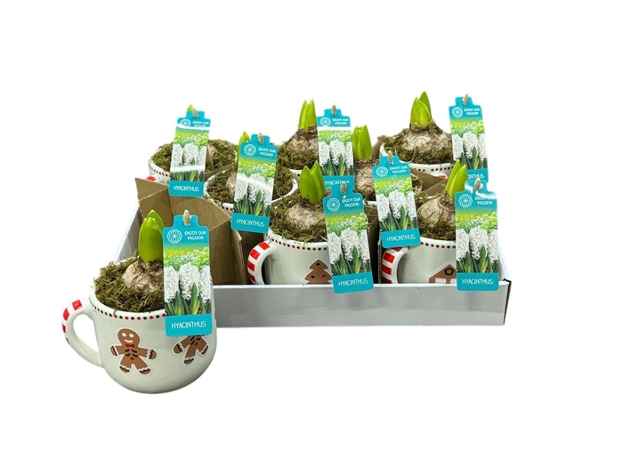 <h4>ARR HYACINTH</h4>