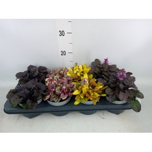 Ajuga  'Feath Friends'   ...mix